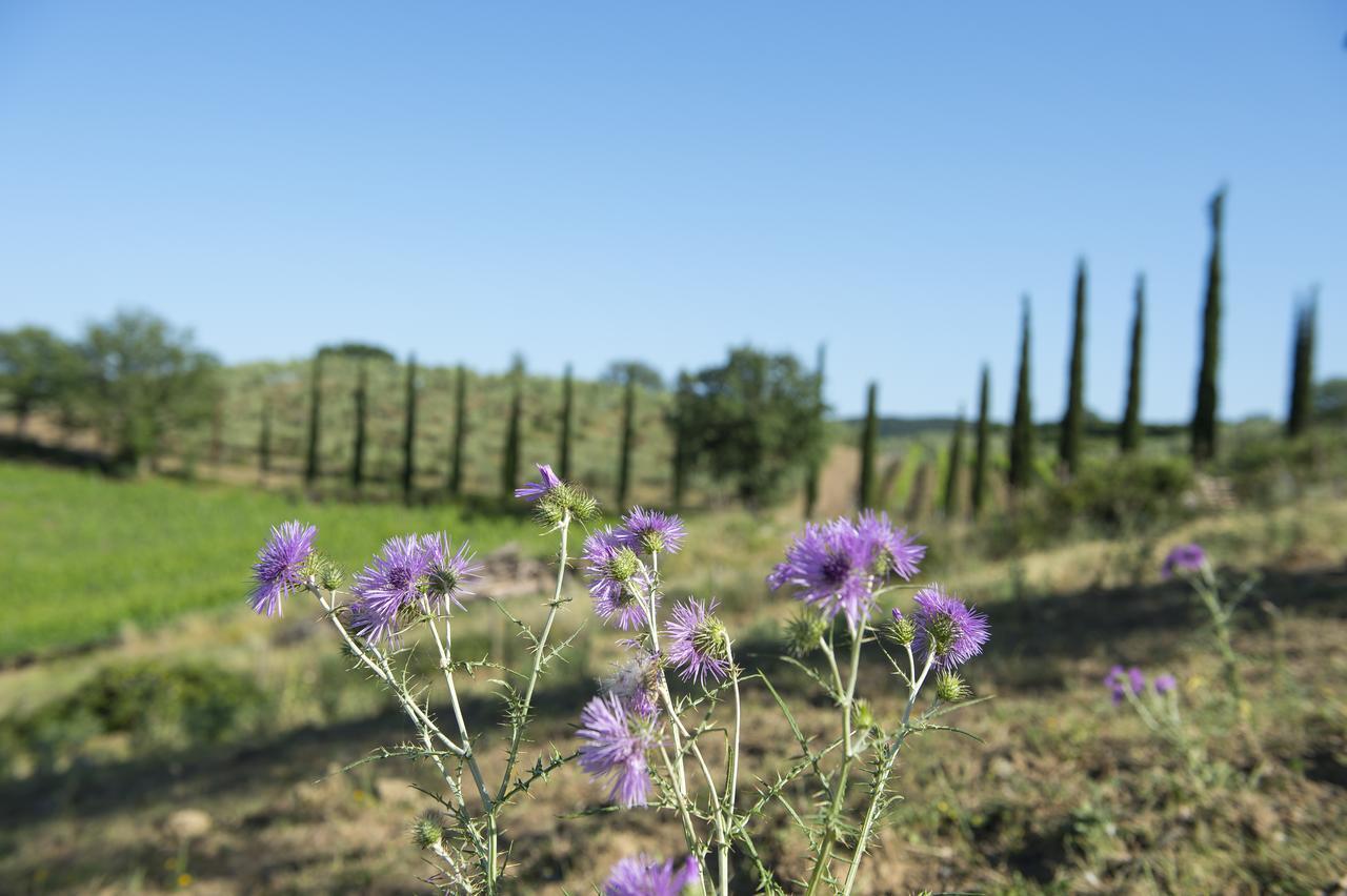 Agriturismo Poggio Corbello La Pesta Екстериор снимка