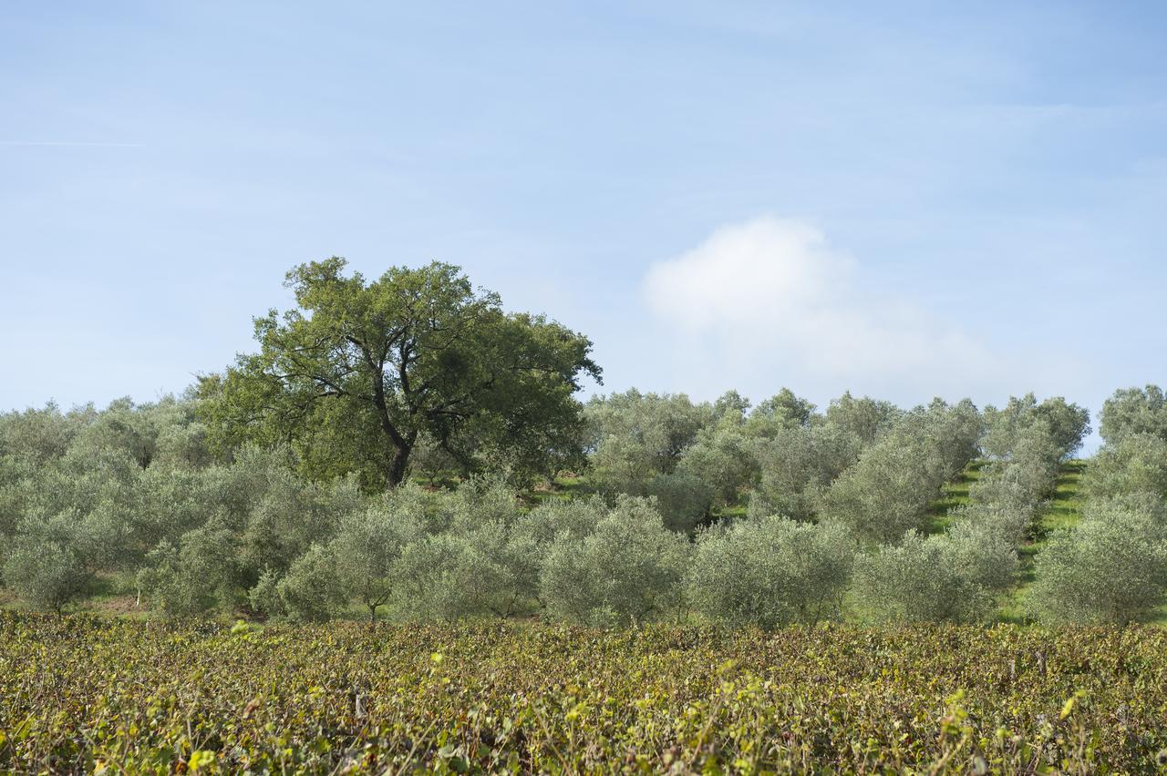Agriturismo Poggio Corbello La Pesta Екстериор снимка